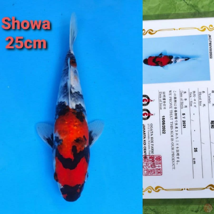 OGATA SHOWA 25CM SERTI