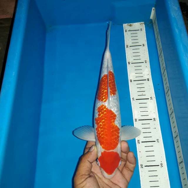 Kohaku ginrin f1