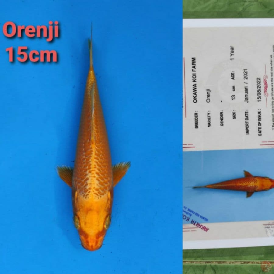 OKAWA ORENJI 15CM SERTI