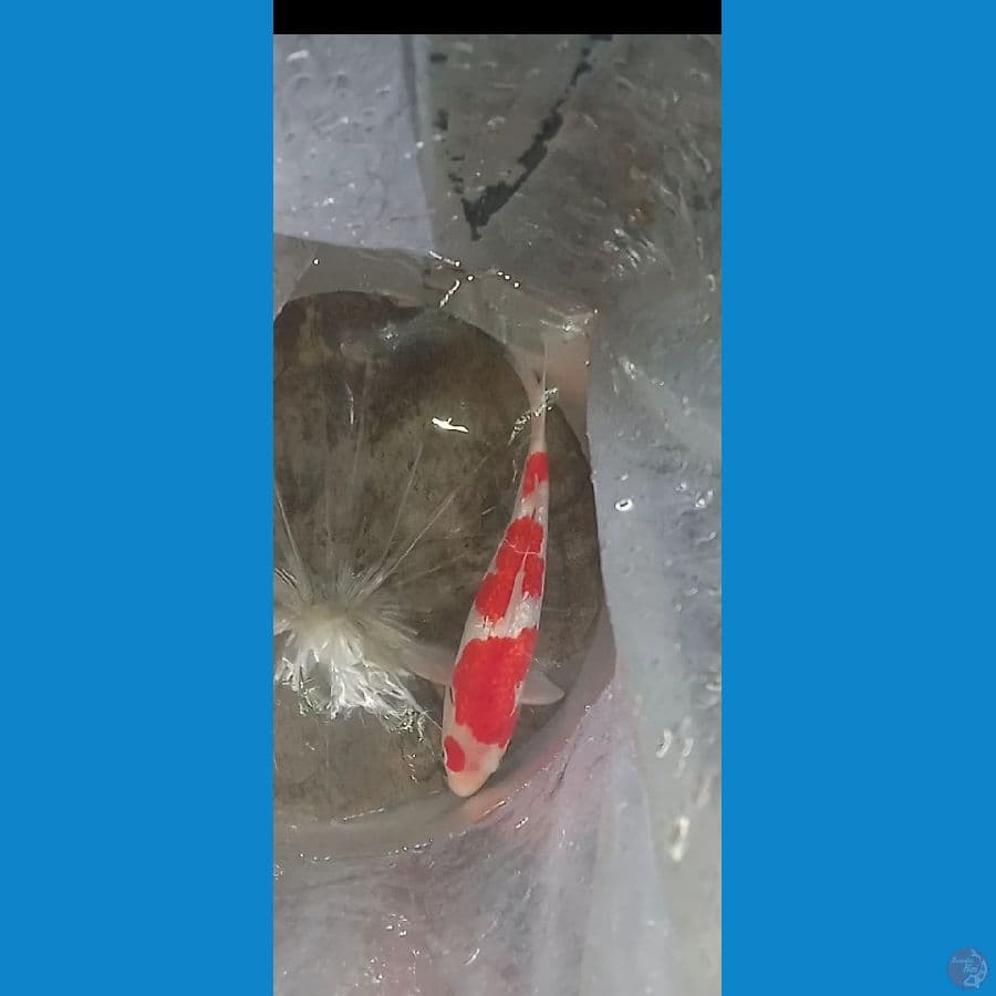 kohaku strong 25up