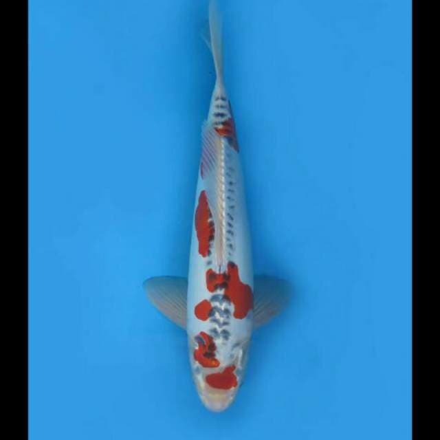 43cm Male - F1 Jumbo Benikikoryu Sq