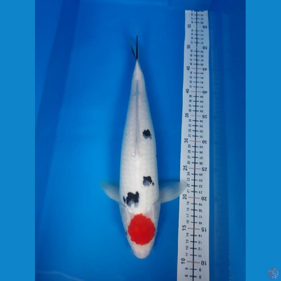 Tancho sanke F 40