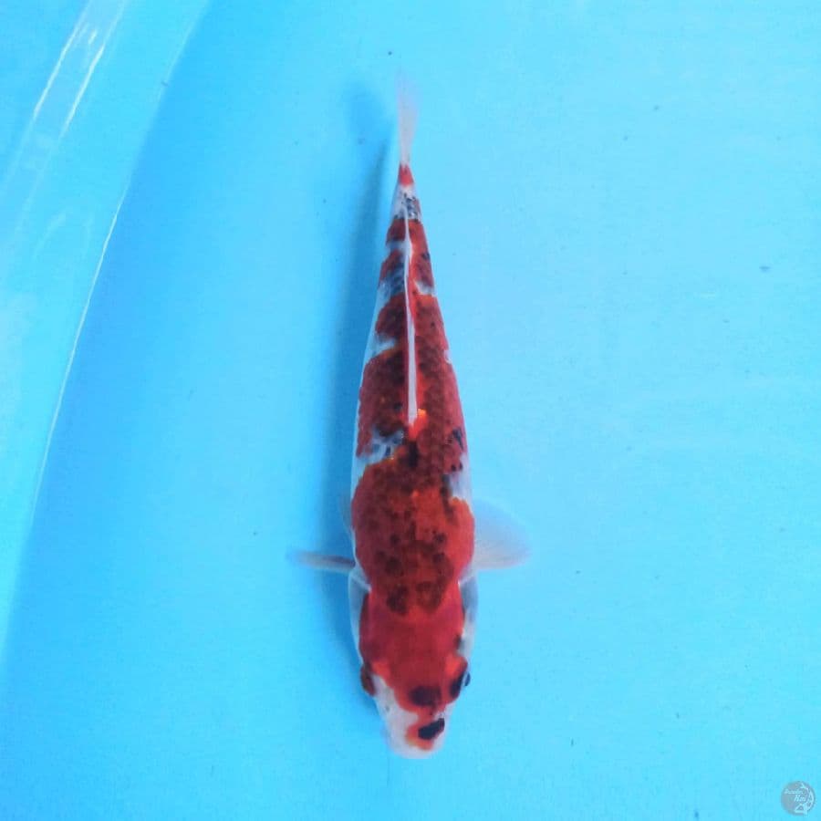 Goshiki Maruten 27cm