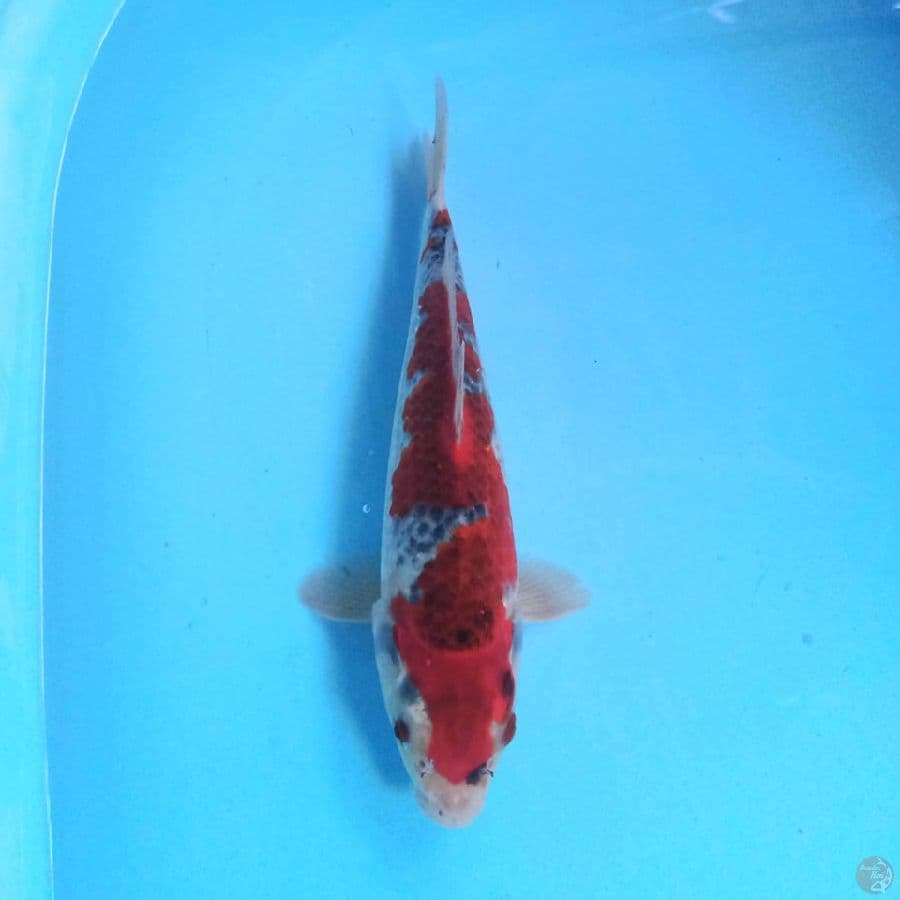 Goshiki 25cm