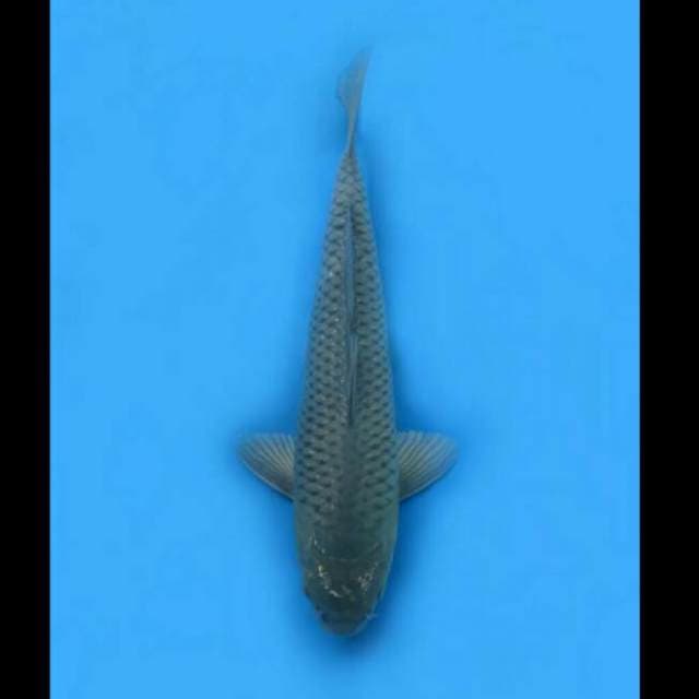 40cm Male - Soragoi Penjinak