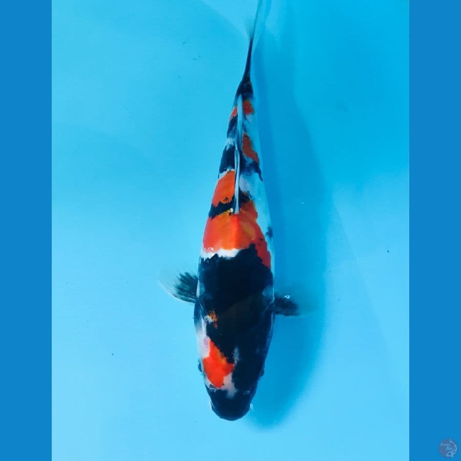 showa doitsu 23cm