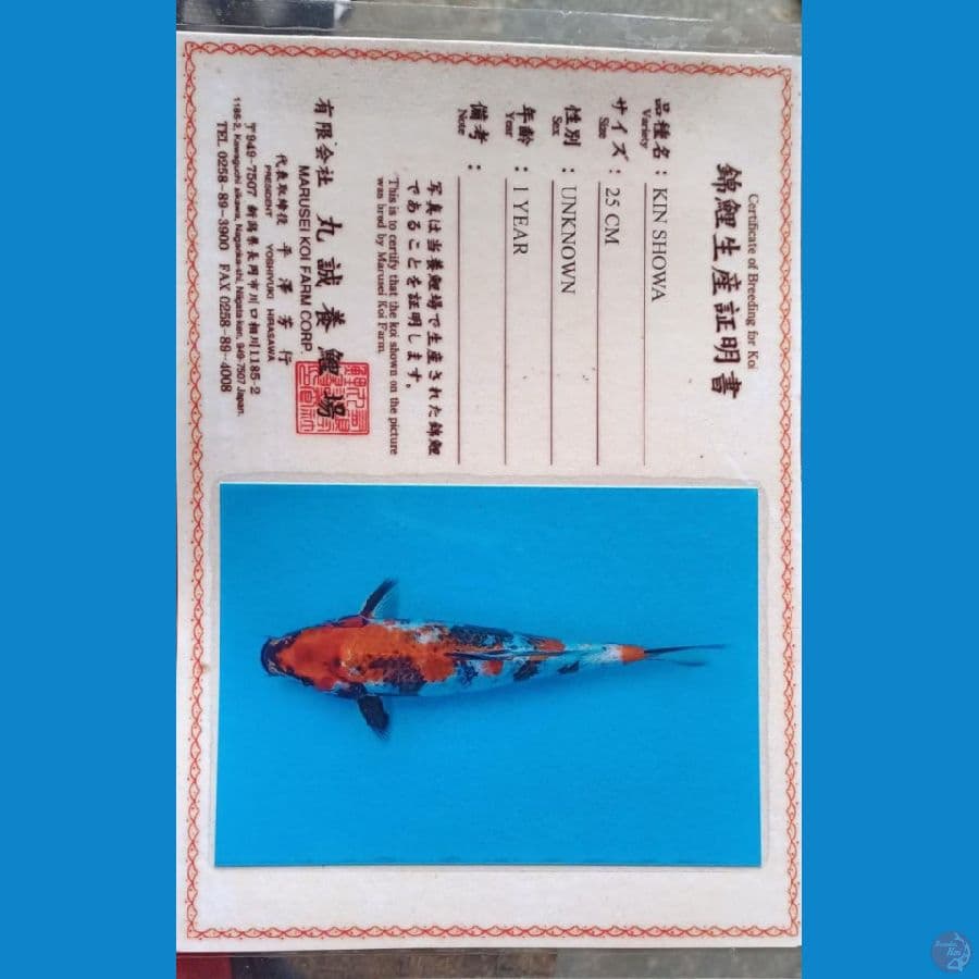 Marusei kin showa sz39cm