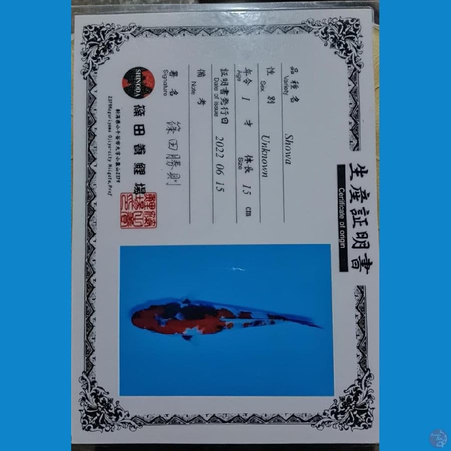 Sinoda showa sz 17cm