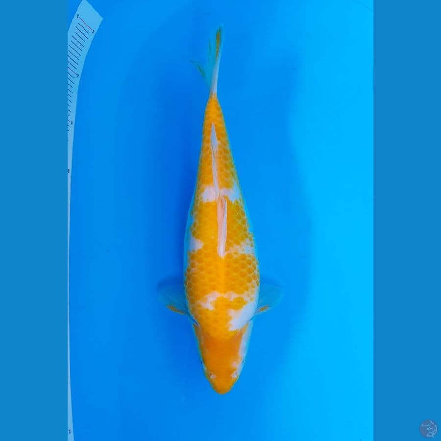 KARASHI KOYO ( 36 CM/FEMALE )