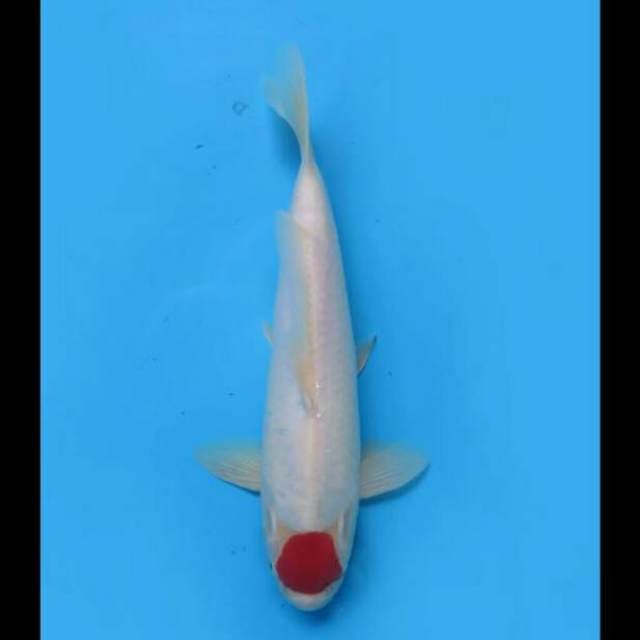 30cm Male - Tancho Kohaku Ori Hq