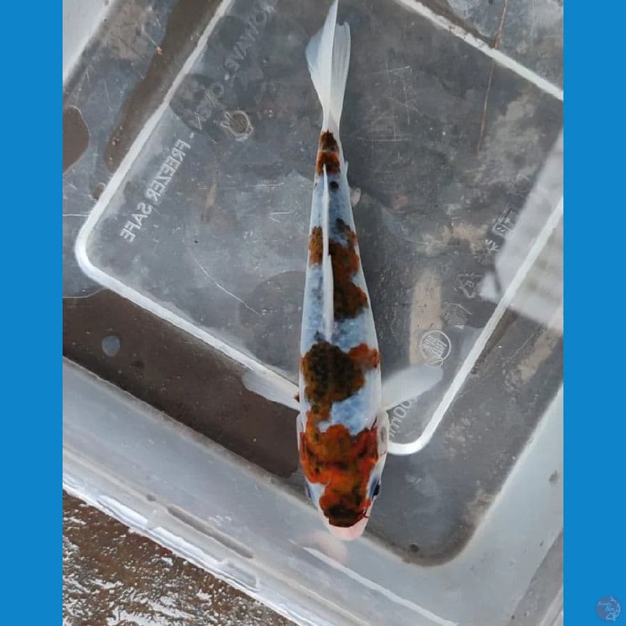 koromo ~ 15 cm