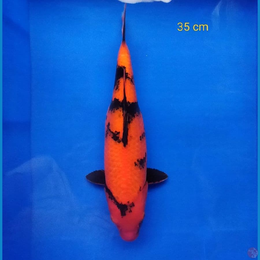 HI UTSURI 35 CM