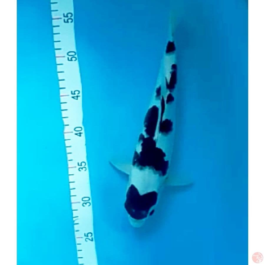 budo ori 33cm