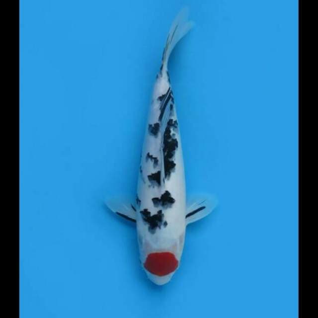 36cm Female - F1 Tancho Sanke Original Bersih