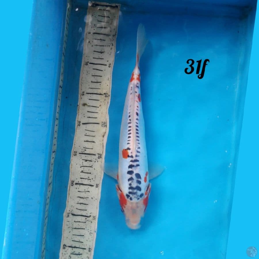 shusui 31cm female