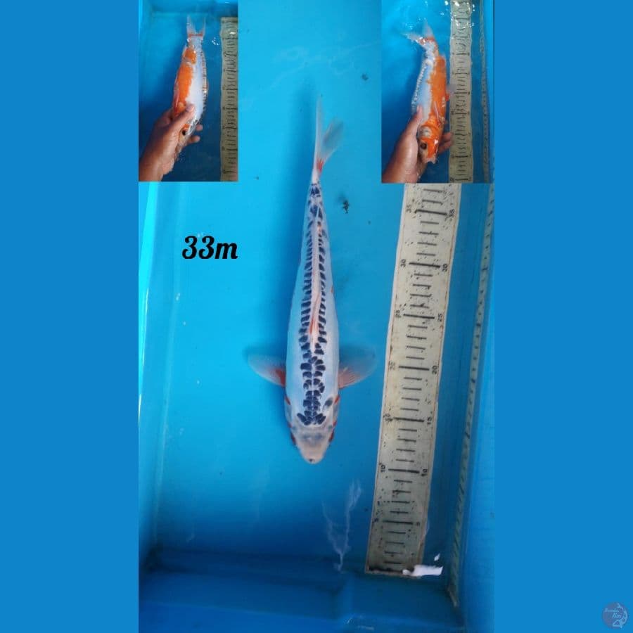 shusui 33cm male