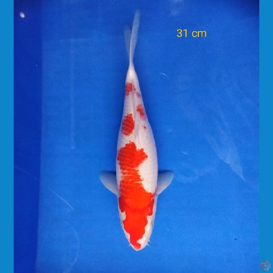 KOHAKU 31CM