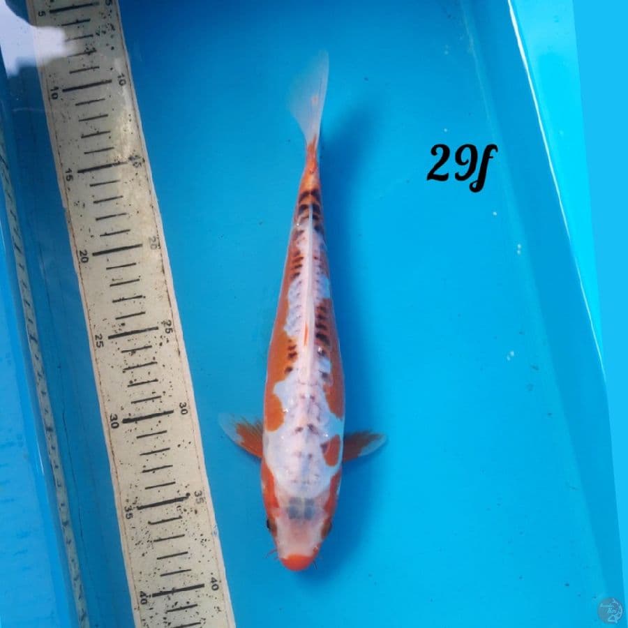 shusui 29cm female