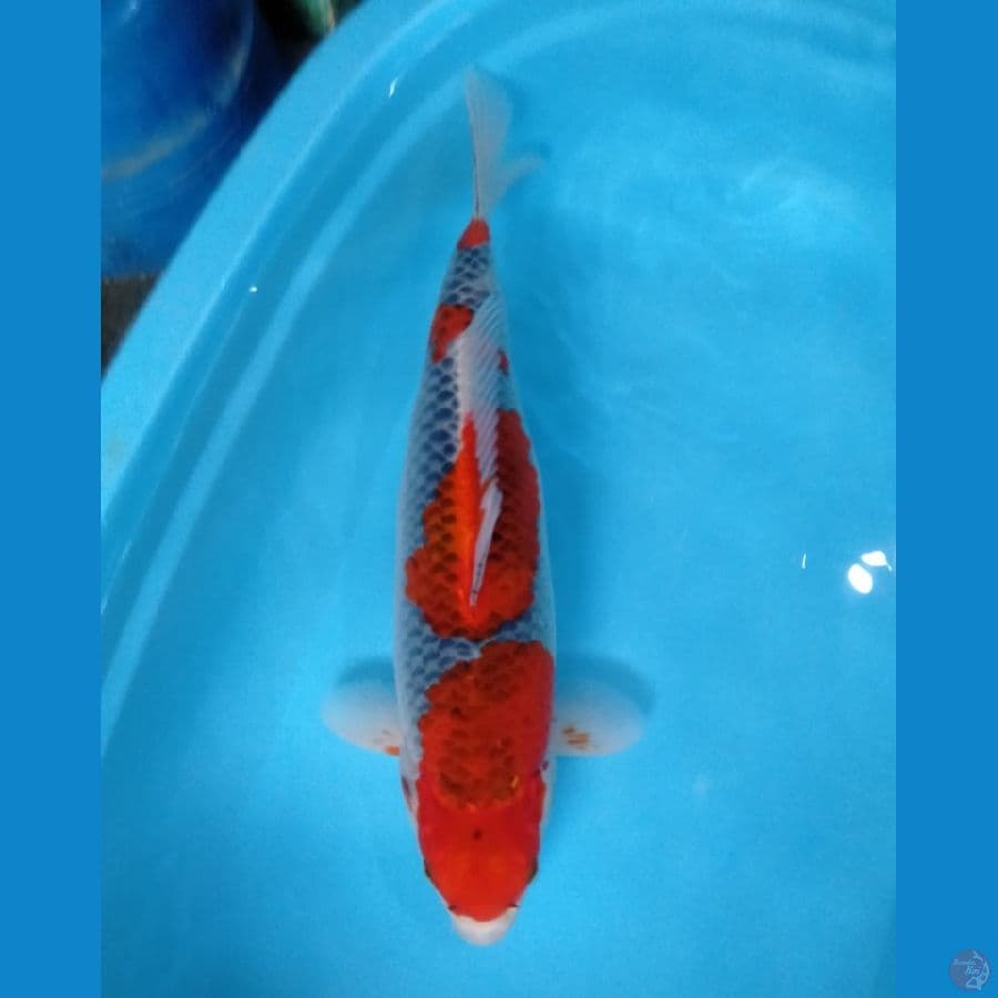 goshiki 45cm