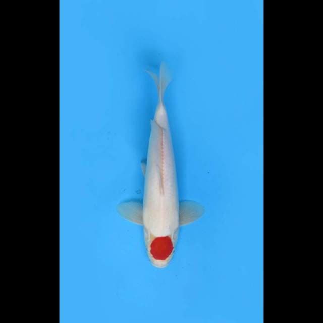 30cm - Male - Nippon Tancho Kohaku
