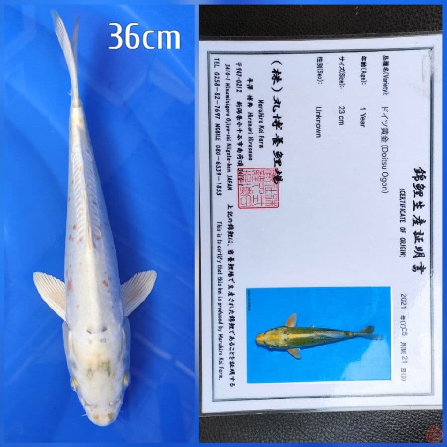 Doitsu Ogon 40bu