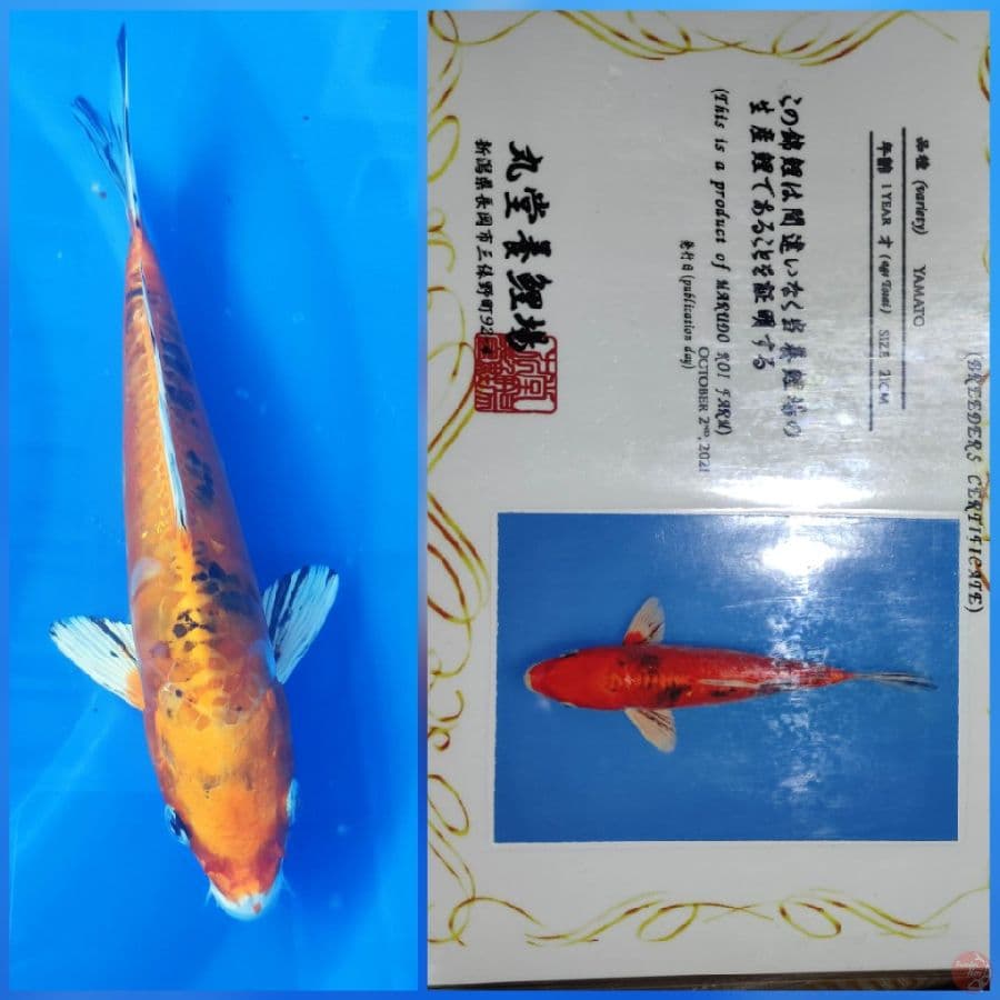 Yamato 30bu