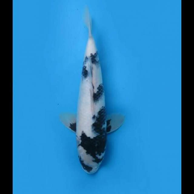33cm Male - F1 Shiro Tategoi Putih Salju