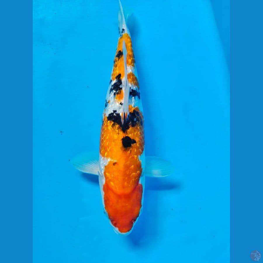 sanke ginrin 32cm