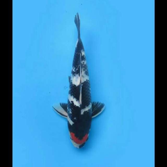 33cm Male - Tancho Showa Original