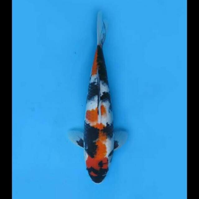 36cm Female - Showa Tatrgoi Hq
