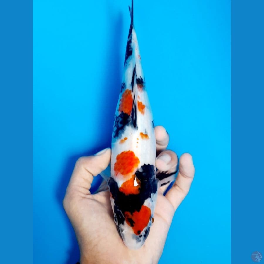 kinday showa 25cm