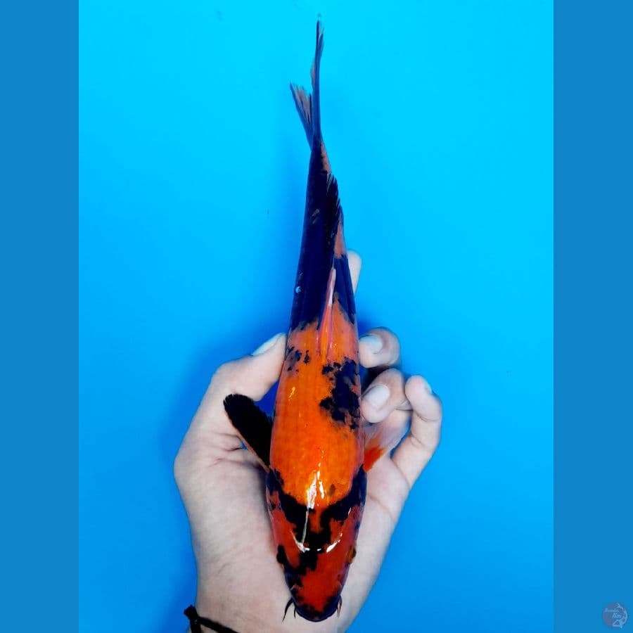 hiutsuri 25cm