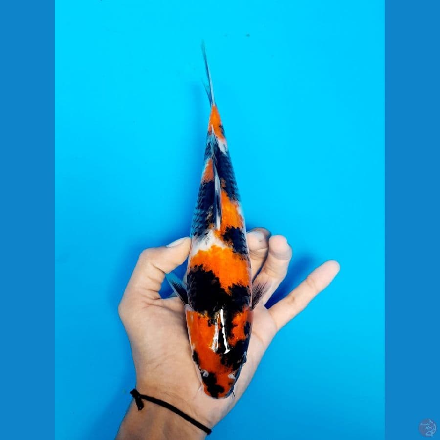 showa 26cm