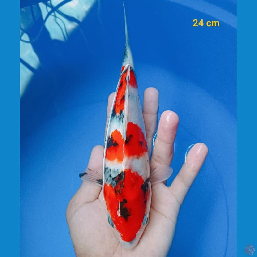 SQ Showa Male 24 cm