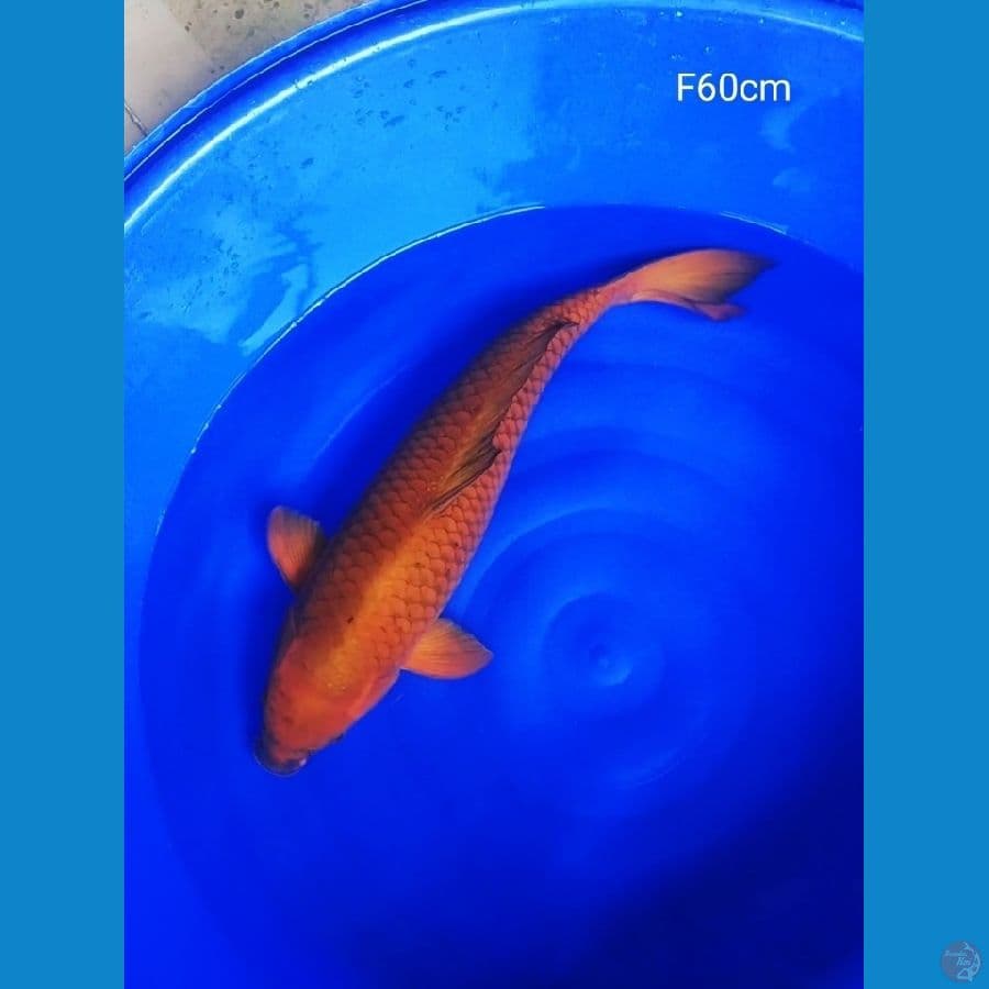 Chagoi 60cm Betina