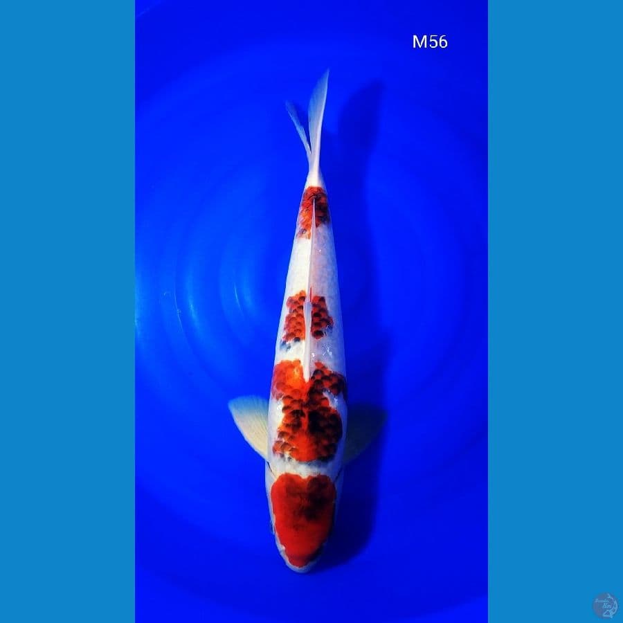 Ai Goromo 56cm Jantan