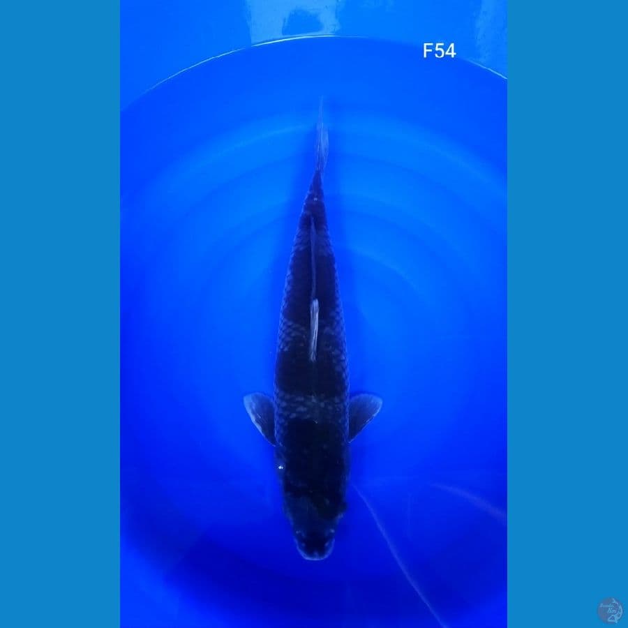 ochiba 54cm Betina