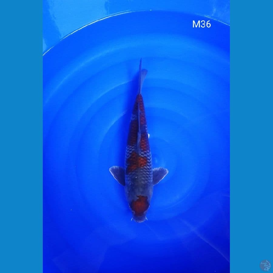 Ochiba 36cm Jantan