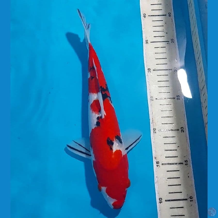 SANKE 30 CM