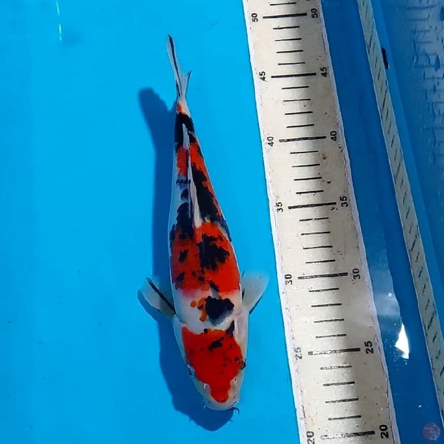 SANKE 24 CM