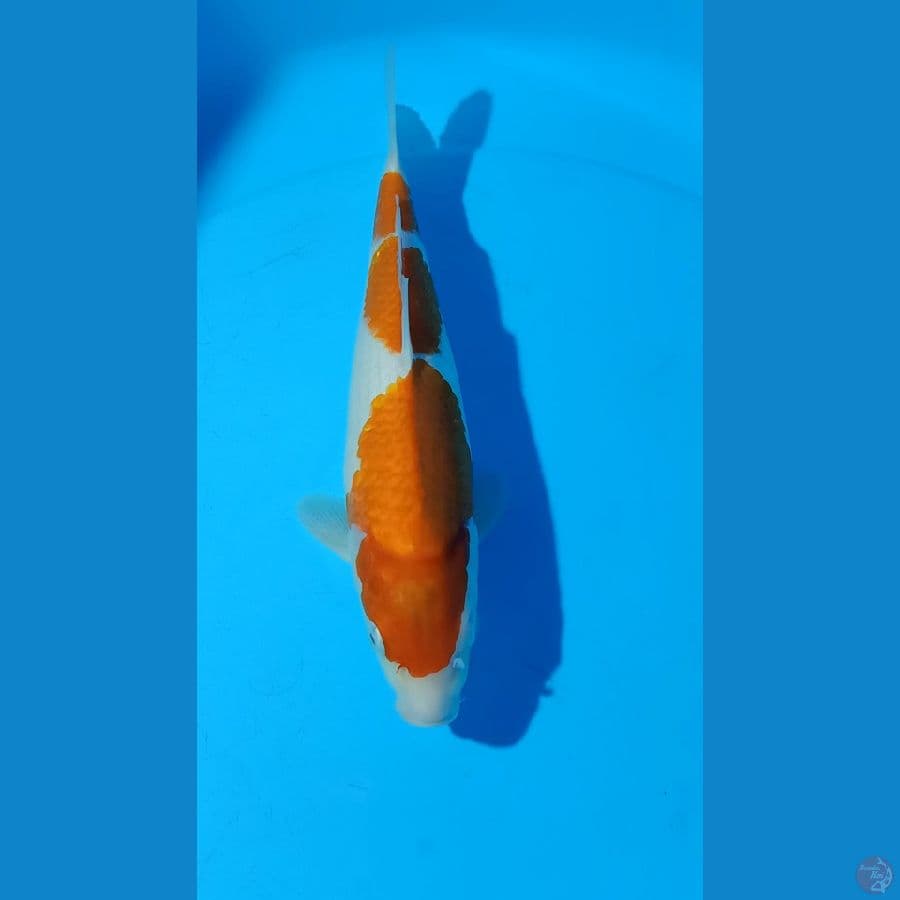 kohaku 34cm
