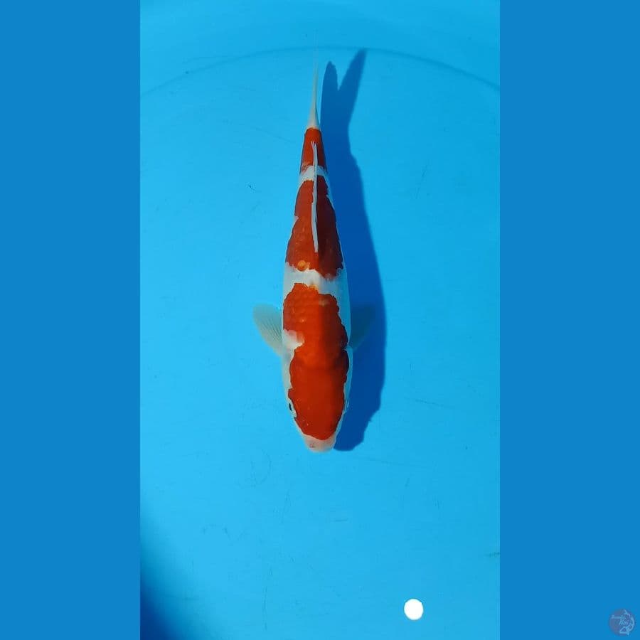 kohaku 26cm