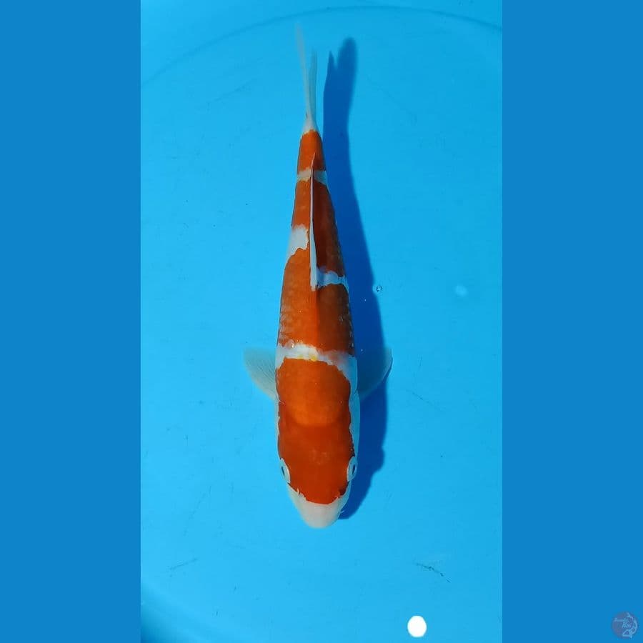 kohaku 30cm