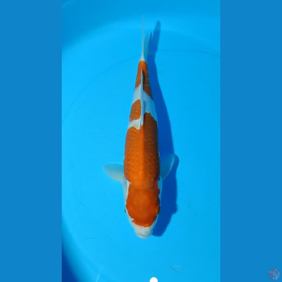 kohaku 35cm