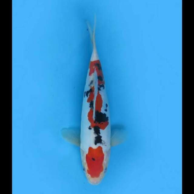 22cm Male - F1 Sanke Doitsu Sq