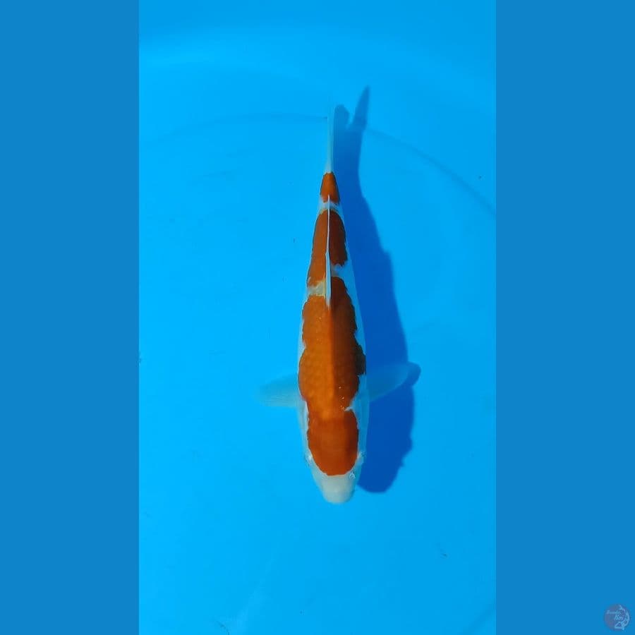 kohaku 30cm