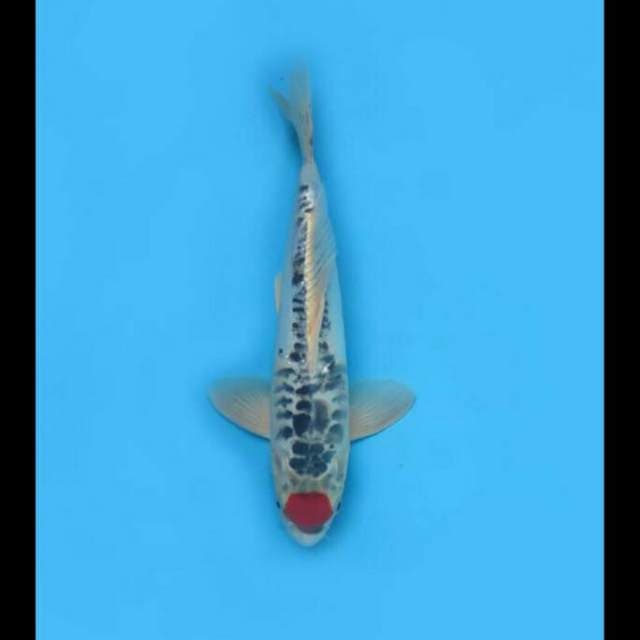 32cm Male - Tancho Benikiko