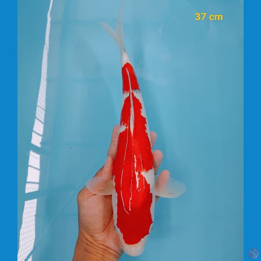 sanke inazuma 37 cm