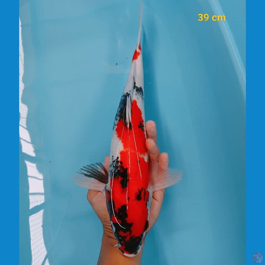 showa 39 cm