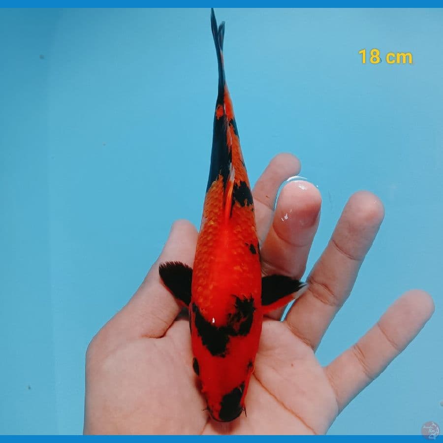 hiu 18 cm
